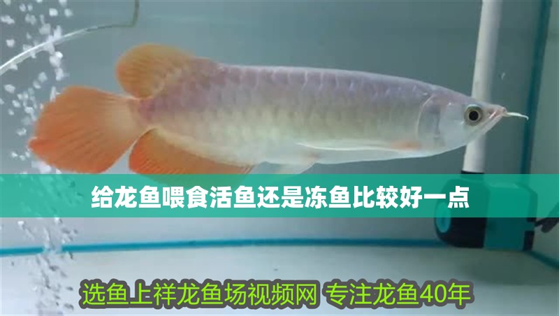 給龍魚喂食活魚還是凍魚比較好一點