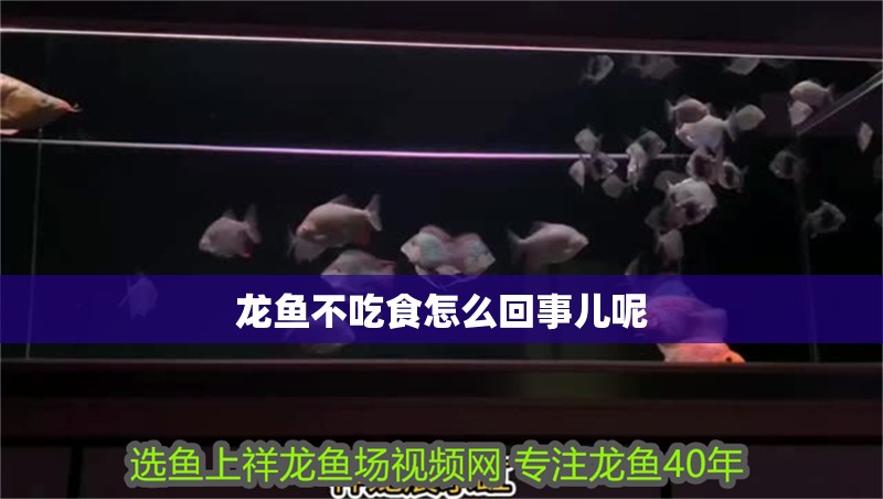 龍魚不吃食怎么回事兒呢