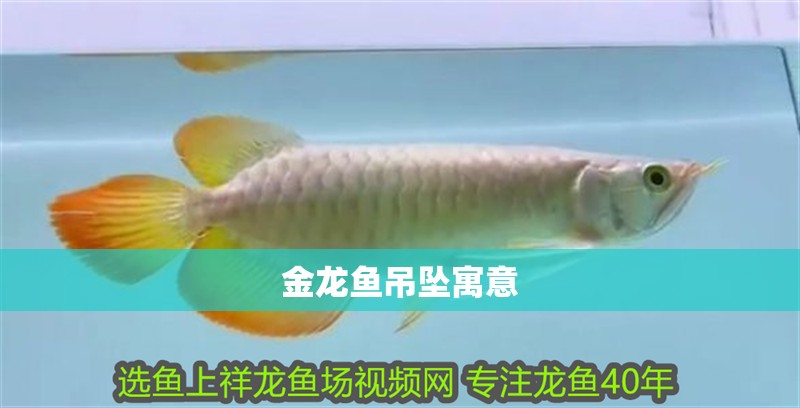 金龍魚吊墜寓意