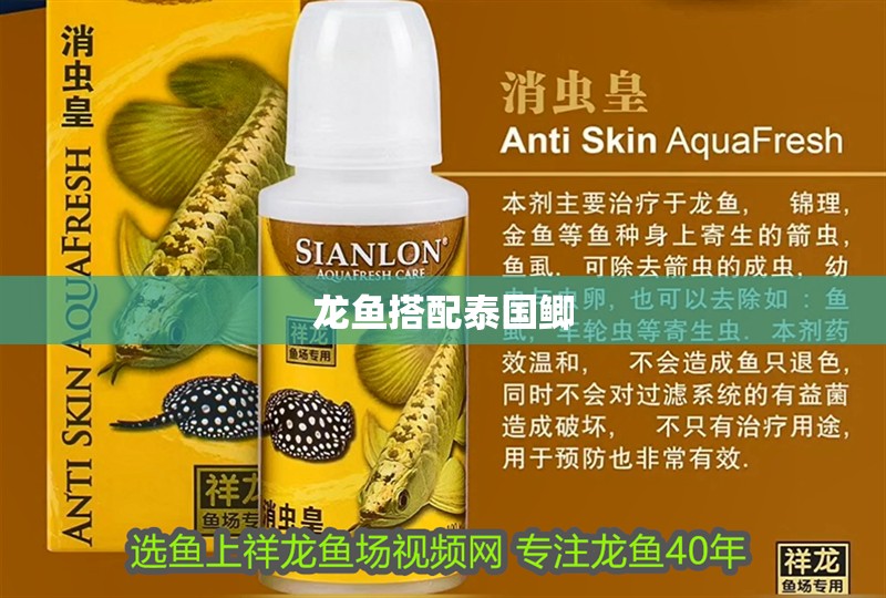龍魚搭配泰國鯽
