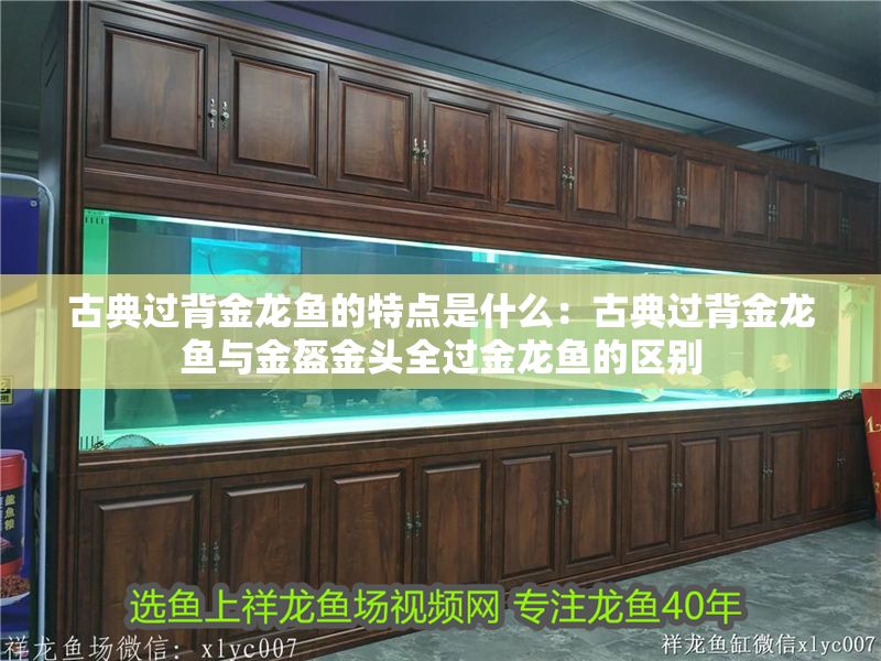 古典過背金龍魚的特點是什么:古典過背金龍魚與金盔金頭全過金龍魚的區別 金龍魚百科 第1張 古典過背金龍魚的特點是什么:古典過背金龍魚與金盔金頭全過金龍魚的區別 古典過背金龍魚的特點是什么:古典過背金龍魚與金盔金頭全過金龍魚的區別 金龍魚百科 第1張