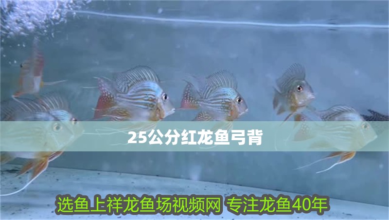 25公分紅龍魚弓背 25公分紅龍魚弓背 龍魚百科 第2張