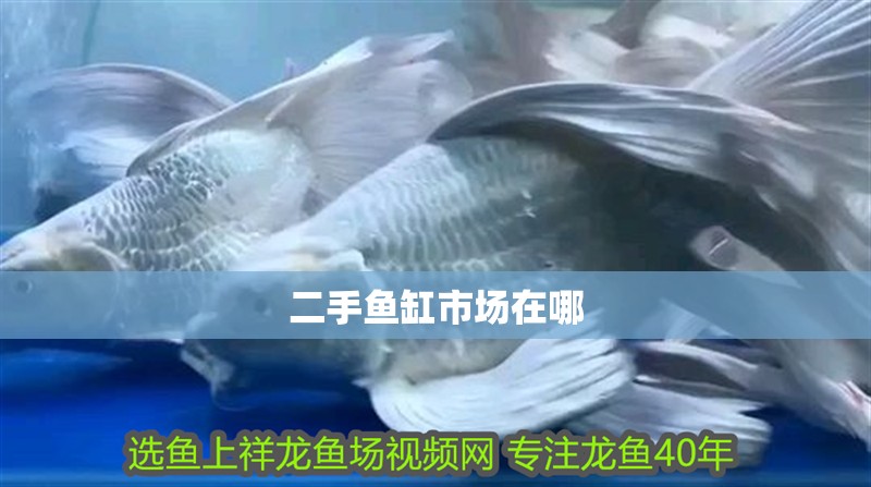 二手魚缸市場在哪