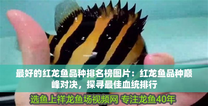 最好的紅龍魚(yú)品種排名榜圖片：紅龍魚(yú)品種巔峰對(duì)決，探尋最佳血統(tǒng)排行