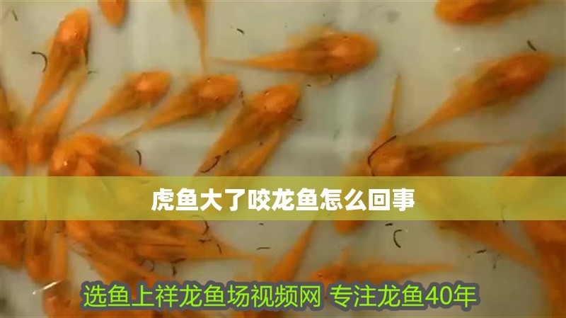 虎魚大了咬龍魚怎么回事 虎魚大了咬龍魚怎么回事 龍魚百科 第2張