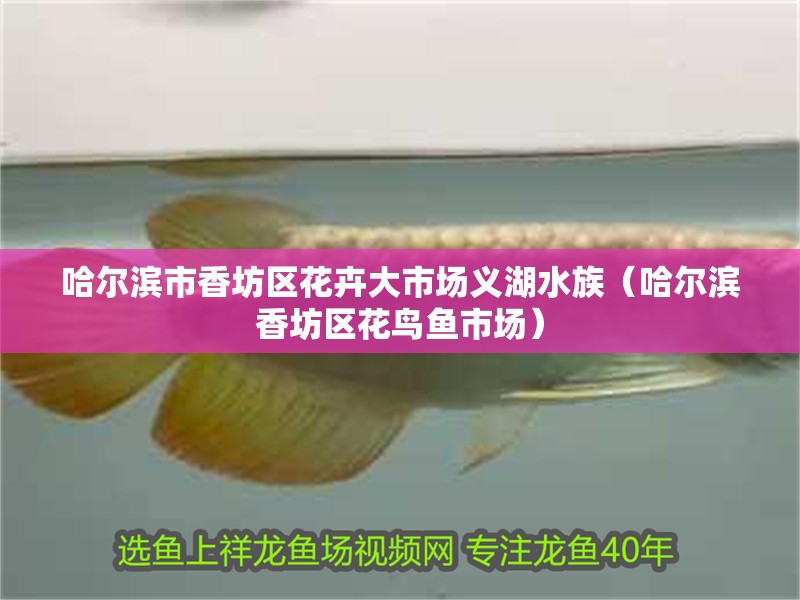 哈爾濱市香坊區花卉大市場義湖水族（哈爾濱香坊區花鳥魚市場）