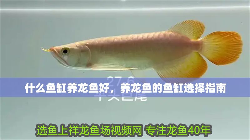 什么魚缸養龍魚好，養龍魚的魚缸選擇指南