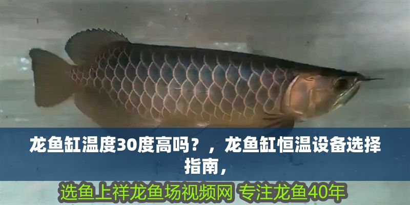 龍魚缸溫度30度高嗎？，龍魚缸恒溫設(shè)備選擇指南，