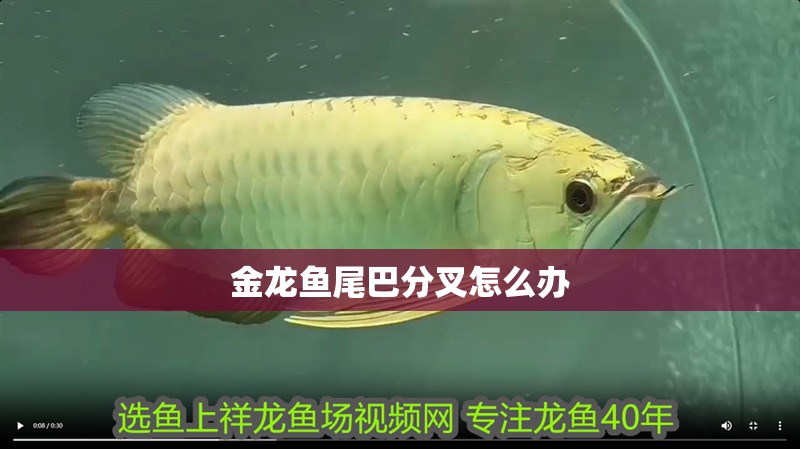 金龍魚尾巴分叉怎么辦