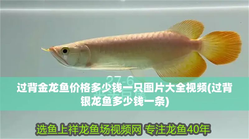 過背金龍魚價格多少錢一只圖片大全視頻(過背銀龍魚多少錢一條) 過背金龍魚價格多少錢一只圖片大全視頻(過背銀龍魚多少錢一條) 金龍魚百科 第1張