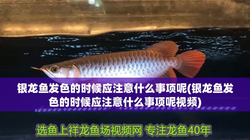 銀龍魚發色的時候應注意什么事項呢(銀龍魚發色的時候應注意什么事項呢視頻) 銀龍魚發色的時候應注意什么事項呢(銀龍魚發色的時候應注意什么事項呢視頻) 銀龍魚百科 第1張