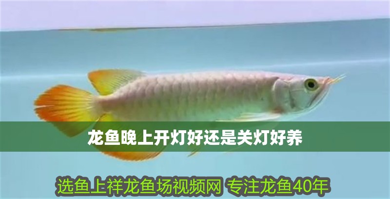 龍魚晚上開燈好還是關燈好養 龍魚晚上開燈好還是關燈好養 龍魚百科 第2張