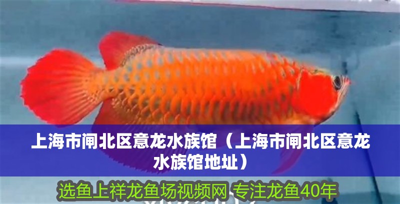 上海市閘北區(qū)意龍水族館（上海市閘北區(qū)意龍水族館地址）