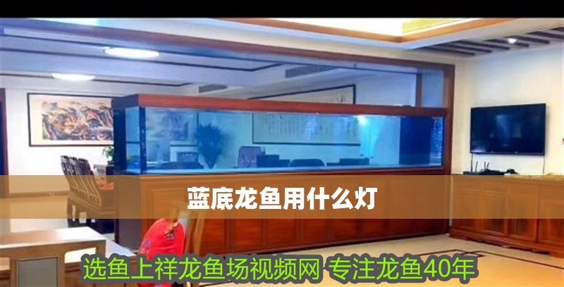 藍底龍魚用什么燈