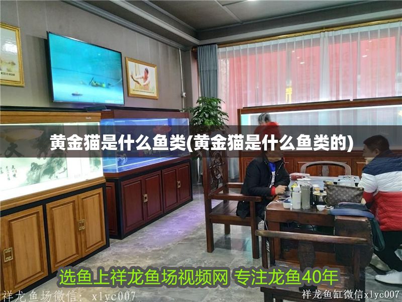 黃金貓是什么魚類(黃金貓是什么魚類的)