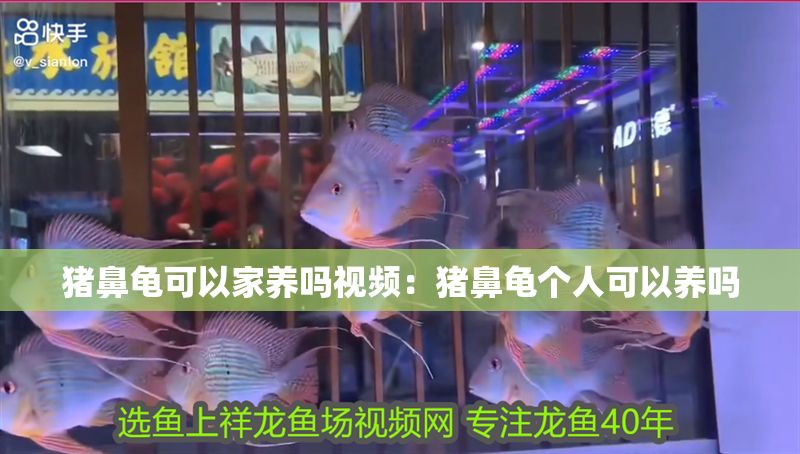 豬鼻龜可以家養(yǎng)嗎視頻：豬鼻龜個(gè)人可以養(yǎng)嗎