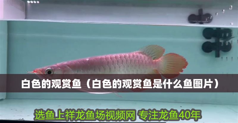 白色的觀賞魚(yú)(白色的觀賞魚(yú)是什么魚(yú)圖片) 元寶鳳凰魚(yú)百科 第1張 白色的觀賞魚(yú)(白色的觀賞魚(yú)是什么魚(yú)圖片) 白色的觀賞魚(yú)(白色的觀賞魚(yú)是什么魚(yú)圖片) 元寶鳳凰魚(yú)百科 第1張