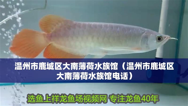 溫州市鹿城區大南薄荷水族館（溫州市鹿城區大南薄荷水族館電話）