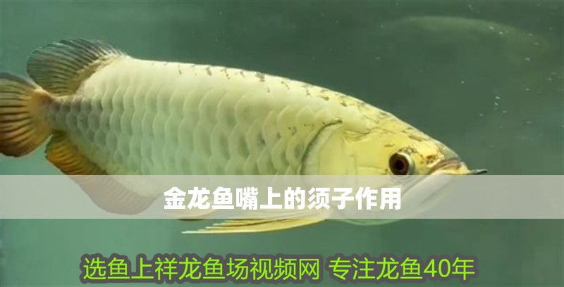 金龍魚嘴上的須子作用