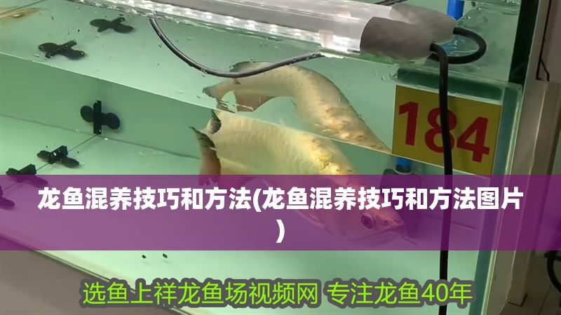 龍魚混養技巧和方法(龍魚混養技巧和方法圖片)