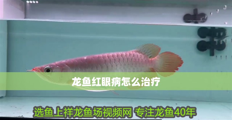 龍魚紅眼病怎么治療 龍魚紅眼病怎么治療 龍魚百科 第4張