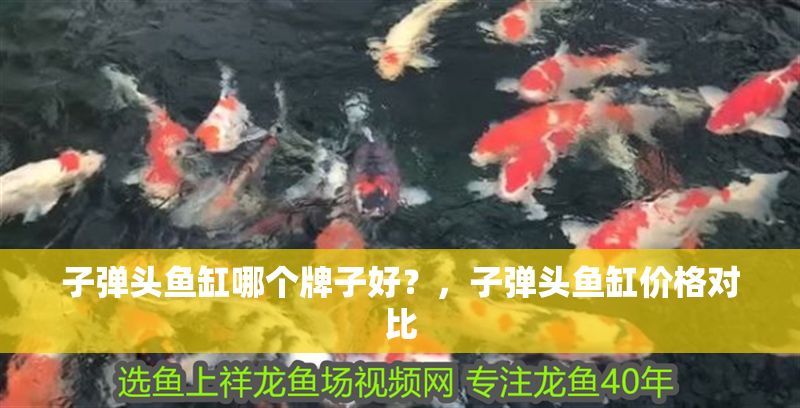 子彈頭魚缸哪個牌子好？，子彈頭魚缸價格對比 子彈頭魚缸哪個牌子好？，子彈頭魚缸價格對比 魚缸百科 第2張