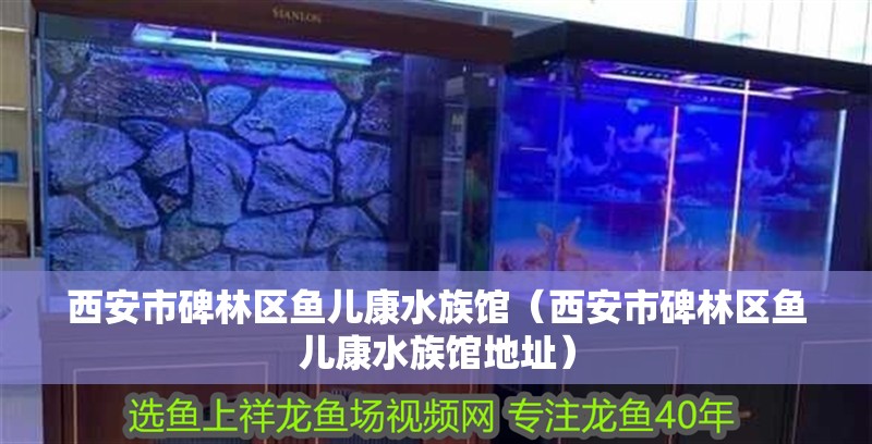 西安市碑林區(qū)魚兒康水族館（西安市碑林區(qū)魚兒康水族館地址）