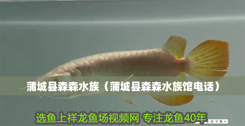 蒲城縣森森水族（蒲城縣森森水族館電話） 蒲城縣森森水族（蒲城縣森森水族館電話） 全國水族館企業名錄 第2張