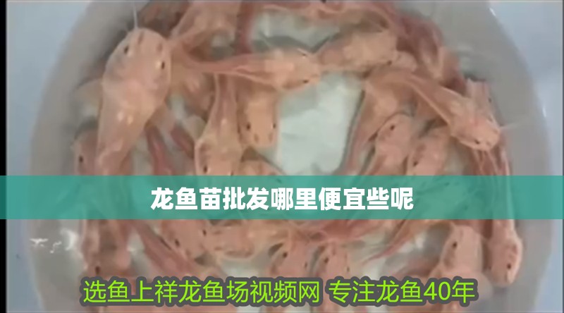 龍魚苗批發哪里便宜些呢