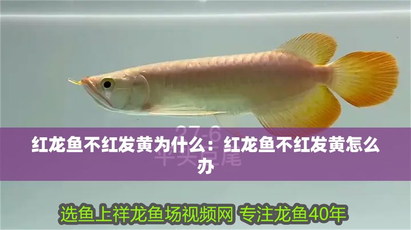 紅龍魚(yú)不紅發(fā)黃為什么：紅龍魚(yú)不紅發(fā)黃怎么辦