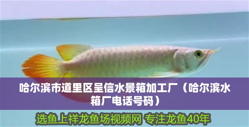 哈爾濱市道里區呈信水景箱加工廠（哈爾濱水箱廠電話號碼） 哈爾濱市道里區呈信水景箱加工廠（哈爾濱水箱廠電話號碼） 全國水族館企業名錄 第2張