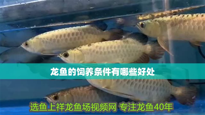 龍魚的飼養(yǎng)條件有哪些好處