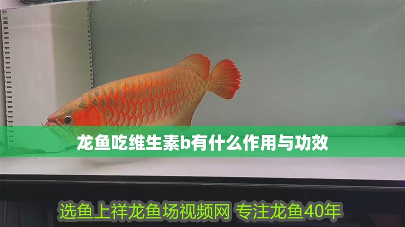 龍魚吃維生素b有什么作用與功效 龍魚吃維生素b有什么作用與功效 龍魚百科 第2張