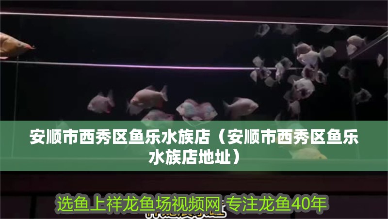 安順市西秀區魚樂水族店（安順市西秀區魚樂水族店地址） 安順市西秀區魚樂水族店（安順市西秀區魚樂水族店地址） 全國水族館企業名錄 第2張