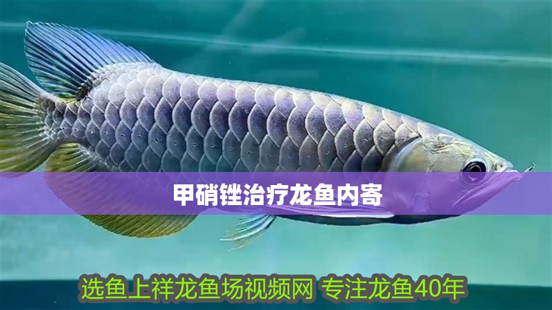 甲硝銼治療龍魚內寄