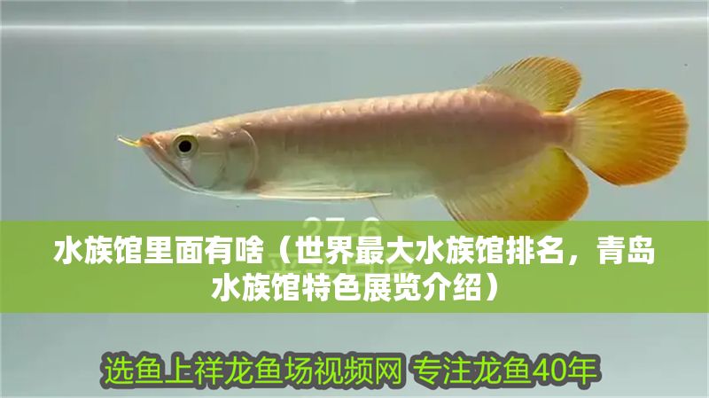 水族館里面有啥（世界最大水族館排名，青島水族館特色展覽介紹） 水族館里面有啥（世界最大水族館排名，青島水族館特色展覽介紹） 水族館百科（水族館加盟） 第1張