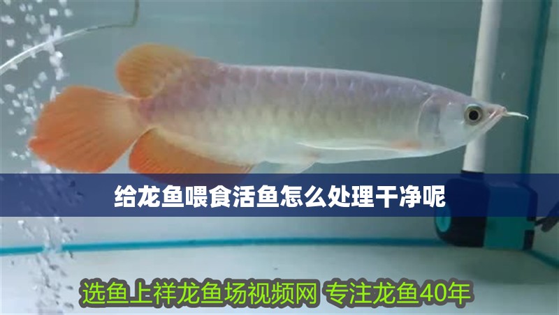 給龍魚喂食活魚怎么處理干凈呢 給龍魚喂食活魚怎么處理干凈呢 龍魚百科 第2張