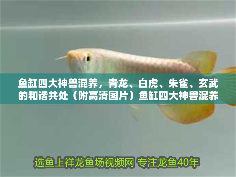 魚缸四大神獸混養，青龍、白虎、朱雀、玄武的和諧共處（附高清圖片）魚缸四大神獸混養指南，青龍白虎朱雀玄武和諧共處（高清組圖）