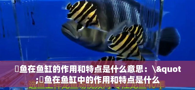 魟魚在魚缸的作用和特點是什么意思：\"魟魚在魚缸中的作用和特點是什么