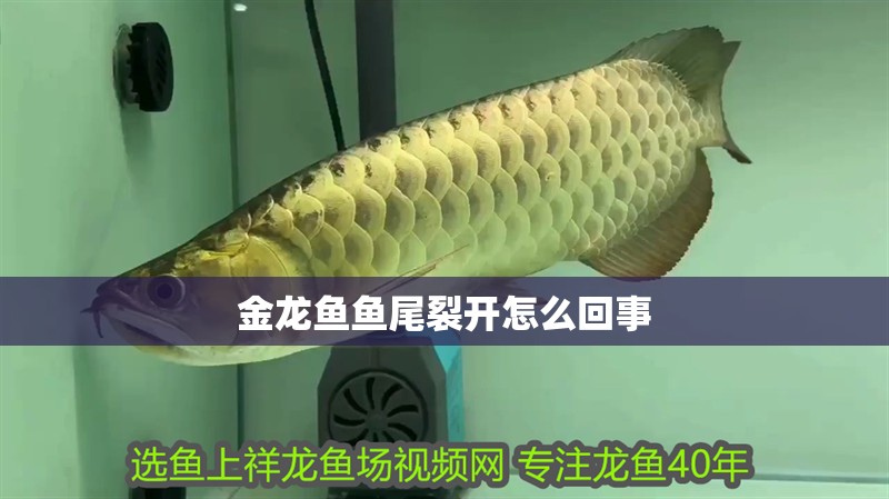 金龍魚魚尾裂開怎么回事