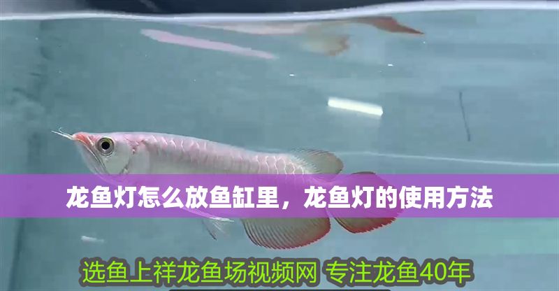 龍魚燈怎么放魚缸里,龍魚燈的使用方法 魚缸百科 第6張 龍魚燈怎么放魚缸里,龍魚燈的使用方法 龍魚燈怎么放魚缸里,龍魚燈的使用方法 魚缸百科 第6張