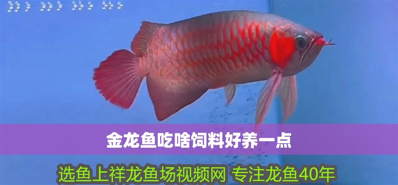 金龍魚吃啥飼料好養(yǎng)一點