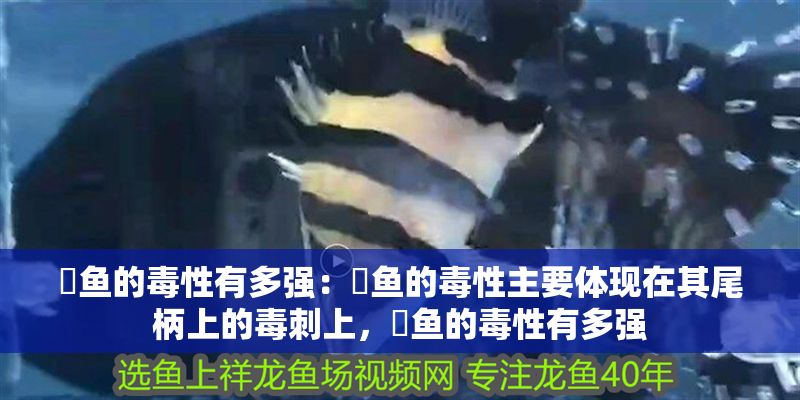 魟魚的毒性有多強：魟魚的毒性主要體現在其尾柄上的毒刺上，魟魚的毒性有多強