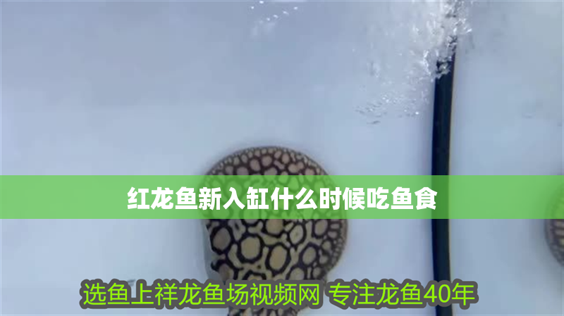 紅龍魚新入缸什么時候吃魚食