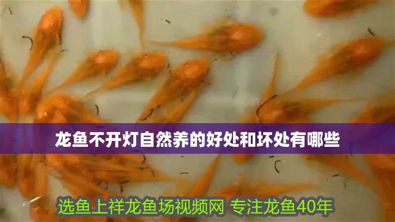 龍魚不開燈自然養的好處和壞處有哪些