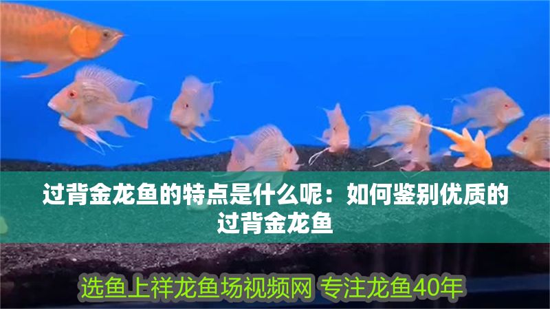 過背金龍魚的特點是什么呢：如何鑒別優質的過背金龍魚