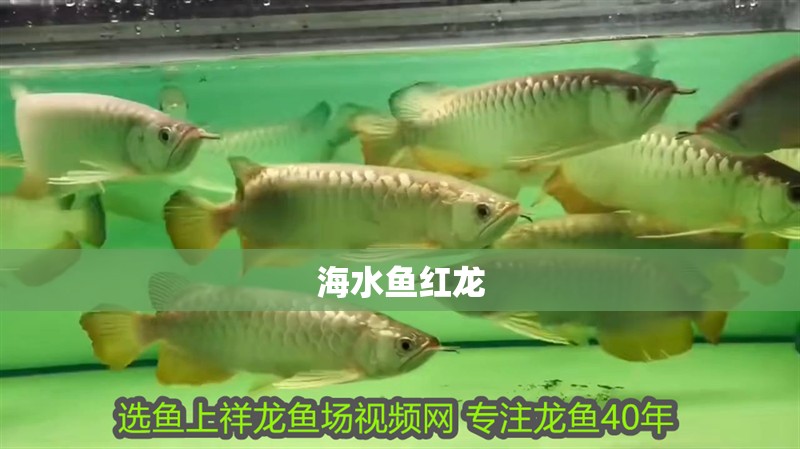 海水魚紅龍