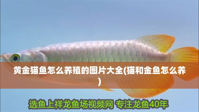 黃金貓魚怎么養殖的圖片大全(貓和金魚怎么養)