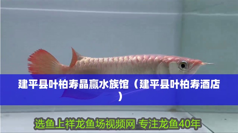 建平縣葉柏壽晶贏水族館（建平縣葉柏壽酒店）