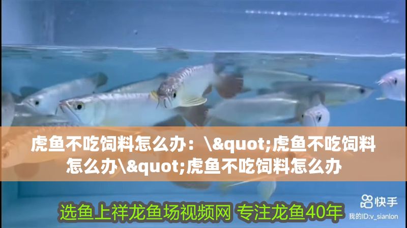 虎魚不吃飼料怎么辦：\"虎魚不吃飼料怎么辦\"虎魚不吃飼料怎么辦